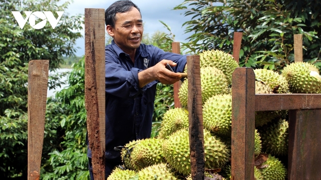 30 lô sầu riêng xuất khẩu nhiễm cadimi: Kim loại nặng này từ đâu ra?