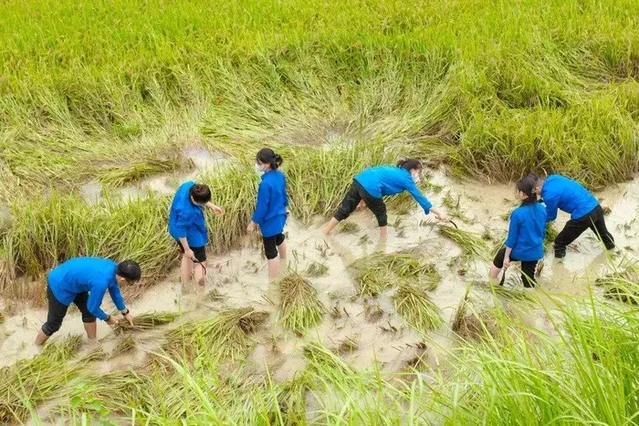 Bảo hiểm nông nghiệp còn thưa thớt trong khu vực kinh tế tập thể
