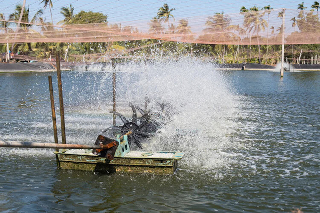 Cách tăng tốc độ tăng trưởng của tôm