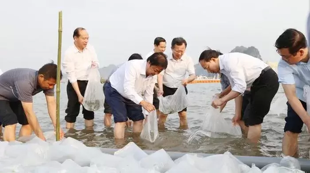 Thả 4,9 triệu con tôm sú giống xuống vịnh Bắc Bộ
